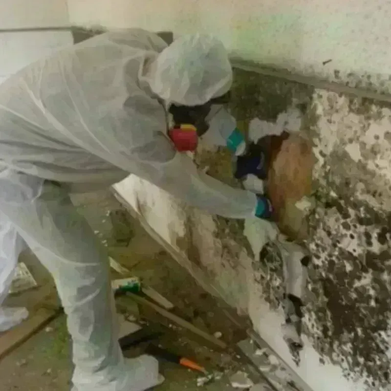 Mold Remediation and Removal in Fayetteville, NC